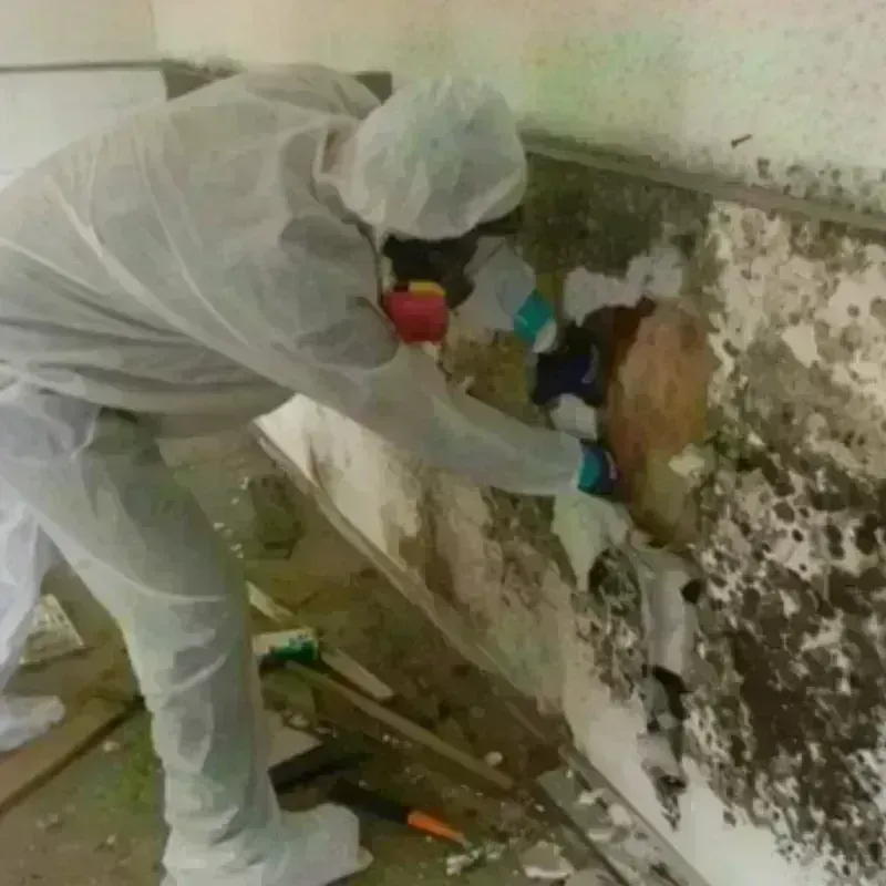 Mold Remediation and Removal in Trail Creek, IN